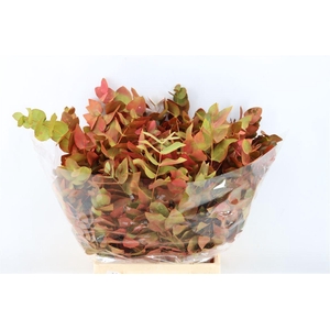 Euca Cinerea De Luxe Short 150gr P Bunch