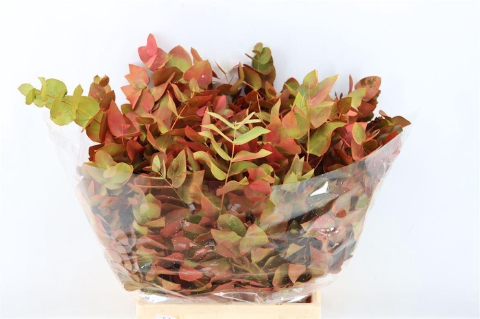 <h4>Euca Cinerea De Luxe Short 150gr P Bunch</h4>