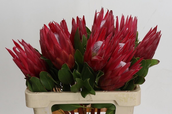 <h4>PROTEA CY MADIBA</h4>