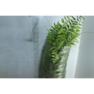 SAMAMBAIA HOLANDESA C25