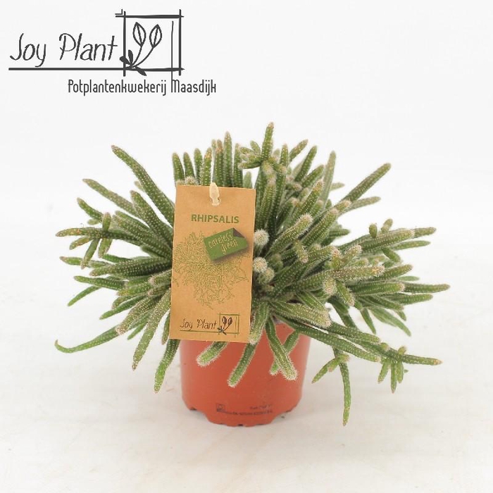 <h4>Rhipsalis baccifera subsp. horrida</h4>