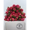 Paeonia Coral Charm