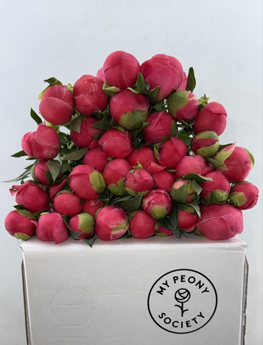 <h4>Paeonia Coral Charm</h4>