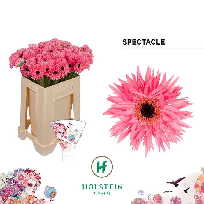 <h4>Germini Spider Spectacle Water/Hoes x80</h4>