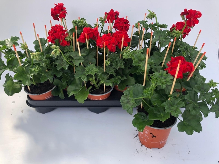 <h4>PEL PELT OV</h4>