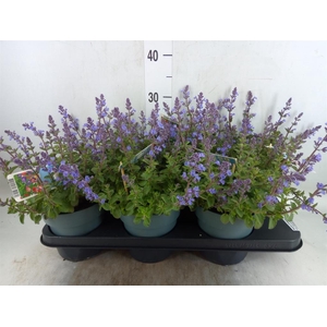Nepeta faassenii  'Purrsian Blue'