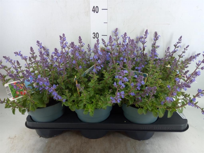 <h4>Nepeta faassenii  'Purrsian Blue'</h4>
