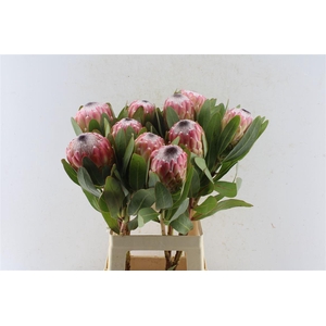 Protea Susara