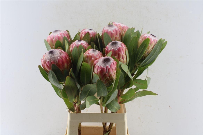<h4>Protea Susara</h4>