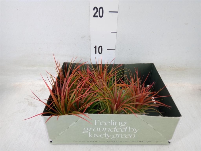 <h4>Tillandsia</h4>