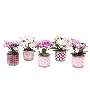 Phal. Multi vorm mix 