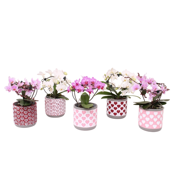 <h4>Phal. Multi vorm mix "Blossoming Beauty" in keramiek BGC021</h4>