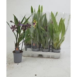 ORCHIDEEEN GEM