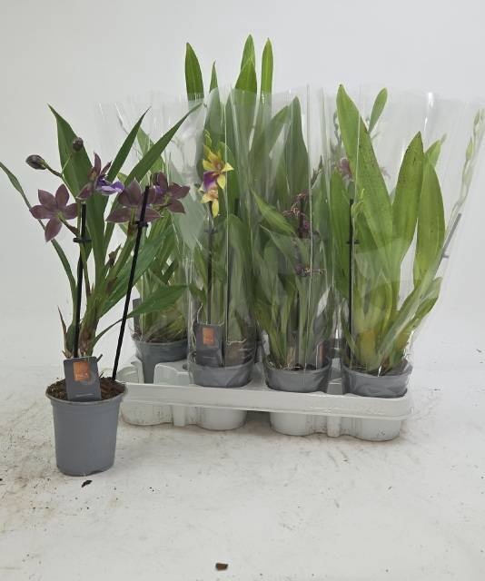<h4>ORCHIDEEEN GEM</h4>