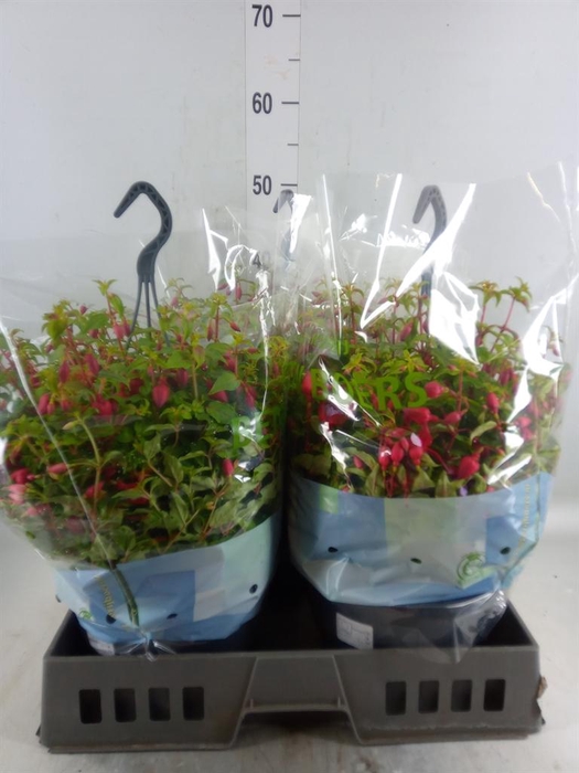 <h4>Fuchsia  'Bella Fuchsia'</h4>