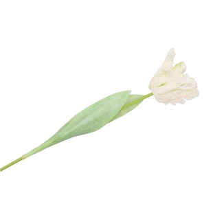 Silk Tulip Papagayo White 64cm