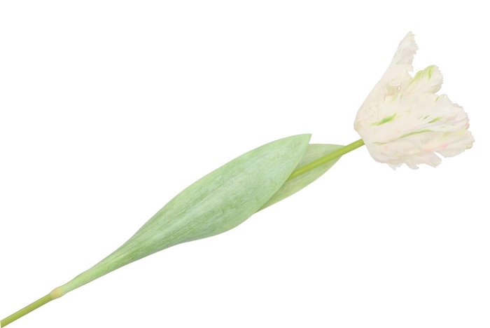 <h4>Silk Tulip Papagayo White 64cm</h4>