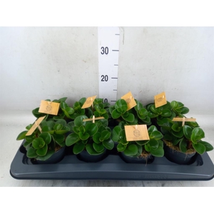 Peperomia obt. 'Obtipan'