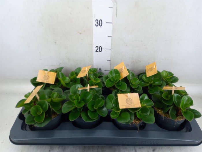 <h4>Peperomia obt. 'Obtipan'</h4>