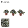 Peperomia Napoli Nights 7 cm (Decorum)