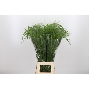 Panicum Fountain