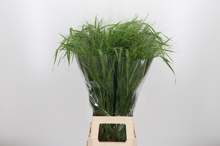 <h4>Panicum Fountain</h4>