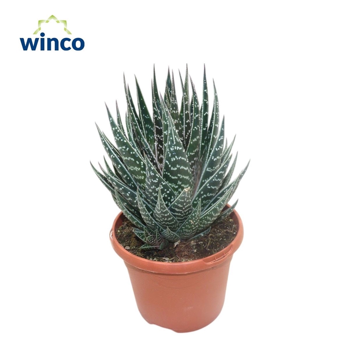 <h4>Aloe Tiki Tahi</h4>