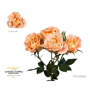R Tr Parfum Little Joa