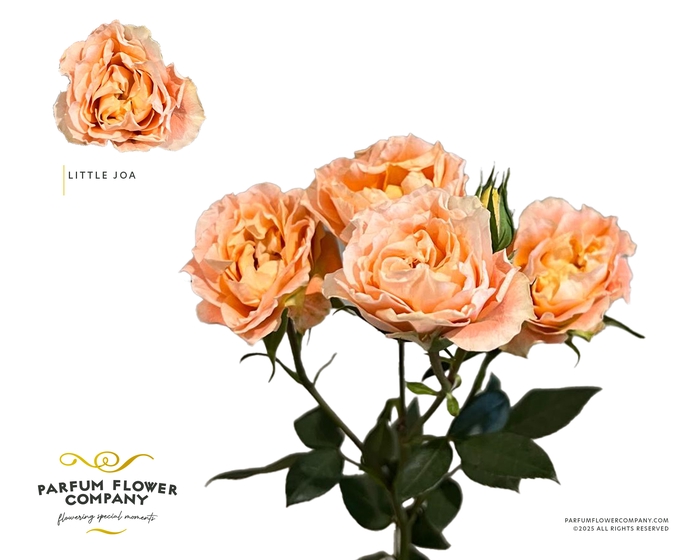 Rosa Spray Princess Joy