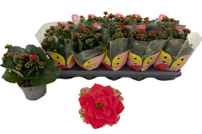 <h4>KAL GE RF NOELLE</h4>