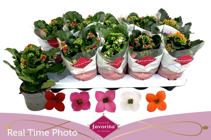 <h4>Kal En Gem 5 Kl</h4>