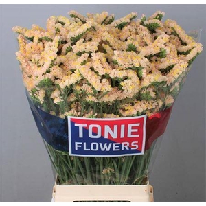 Lim S Glowy Sun Birds