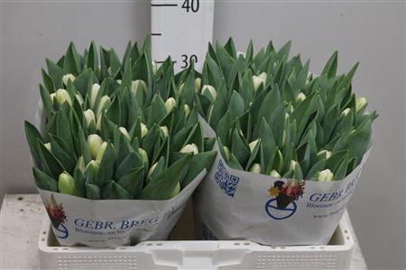 <h4>Tu En Antarctica</h4>