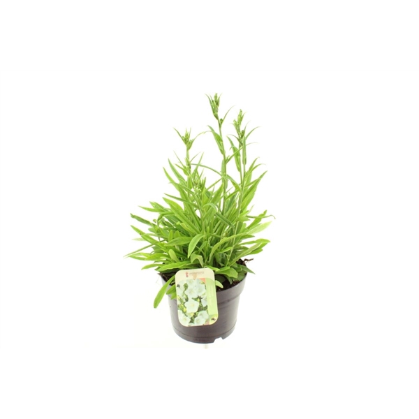 <h4>Campanula Persicifolia 'Takion White'</h4>