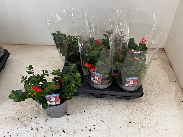 <h4>COLUMNEA ARGUTA</h4>