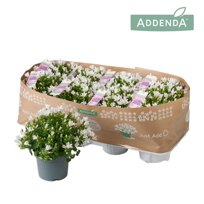 <h4>Campanula Ambella® Intense White</h4>