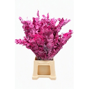 Pres Euca Stuartiana Pink Bunch