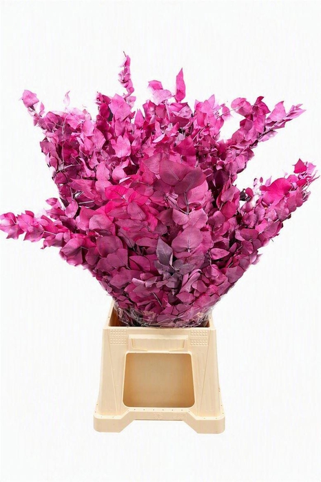 <h4>Pres Euca Stuartiana Pink Bunch</h4>