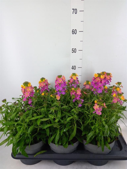 <h4>Erysimum   ...</h4>