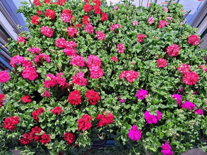 <h4>PEL PELT MIXK</h4>