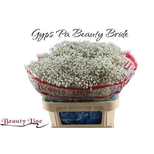 Gyps Pa Beauty Bride