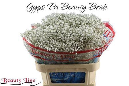 <h4>Gyps Pa Beauty Bride</h4>