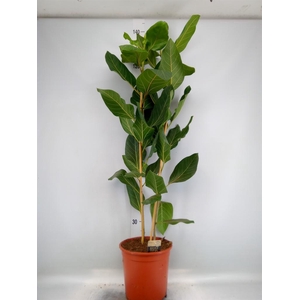 Ficus benghalensis 'Joy'