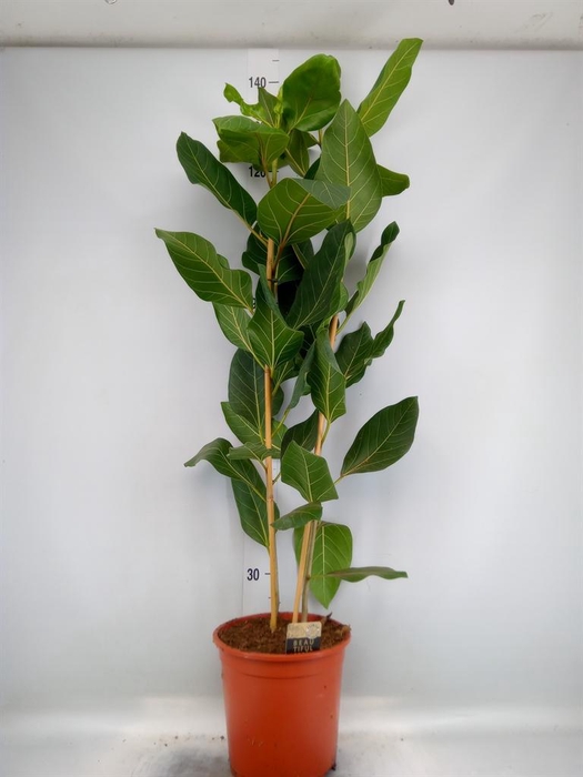 <h4>Ficus benghalensis 'Joy'</h4>