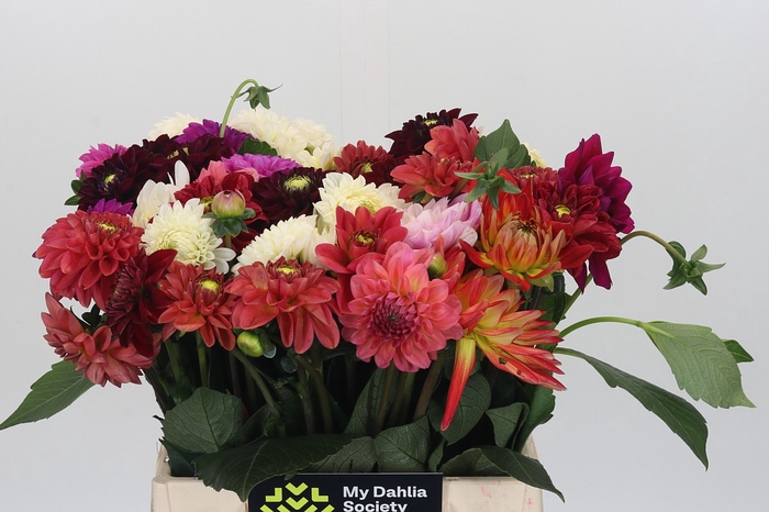 Dahlia Gemengd in bos