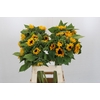 Helianthus Orange Fire