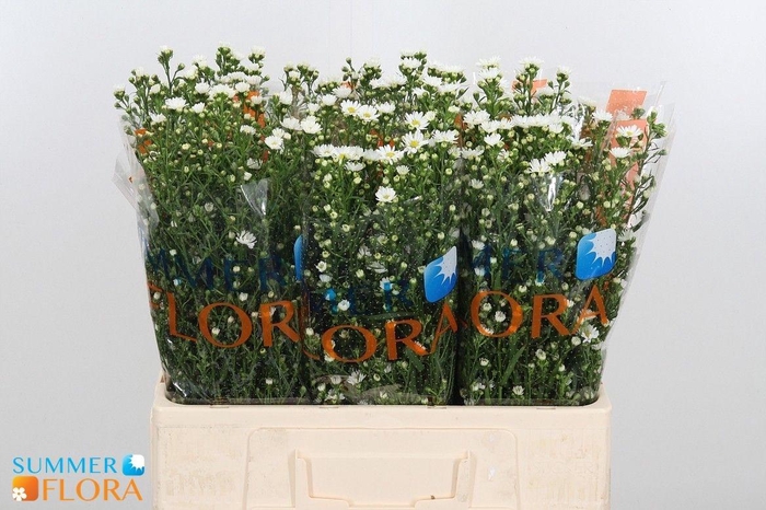 <h4>AST PAQUITA</h4>