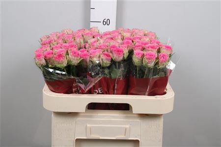 <h4>R Gr Times Square</h4>