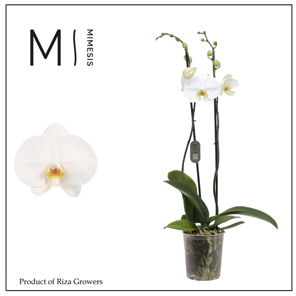 <h4>Mimesis Phal. White bigflower - 2 spike 12cm</h4>