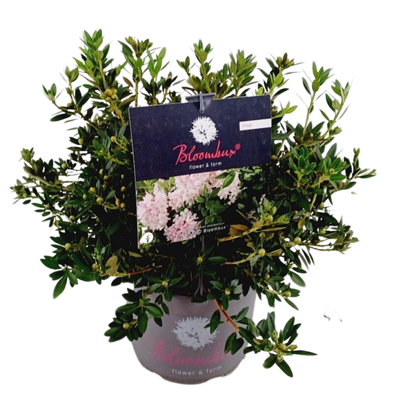 <h4>Rhododendron 40-50 /5 liter ' Bloombux'</h4>